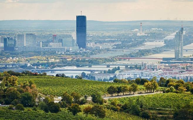 버스를 타고 빈 북서쪽으로 40분쯤 나가면 이런 근경(포도밭)과 원경(빈 도심과 도나우강)이 보인다. /빈 관광청