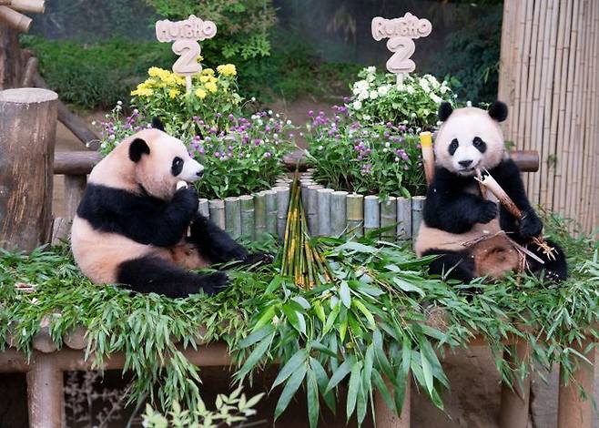 두돌 생일을 맞은 에버랜드 쌍둥이 판다 루이바오 후이바오 ⓒ삼성물산