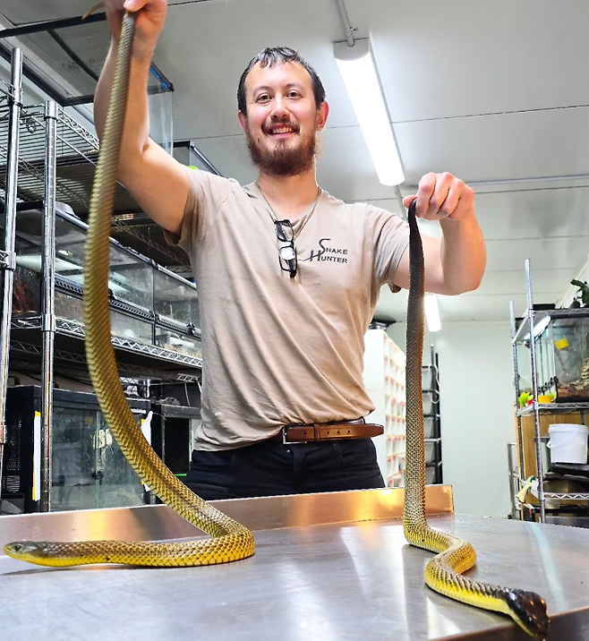 호주의 한 뱀 포획 전문가가 독사에 물려 외상성 기억상실로 여자친구의 존재조차 잊었으나, 다시 사랑을 시작해 결혼에 성공했다. (사진=@snakehunteraus)