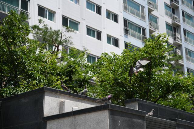 지난달 26일 울산 남구의 한 아파트 조경 시설에 집비둘기 여러 마리가 앉아 있다. 울산=박은경 기자