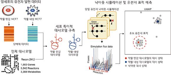 KAIST 연구팀이 약물 민감화 유전자 표적을 예측하는 대사 네트워크 모델을 개발했다. [사진=KAIST]
