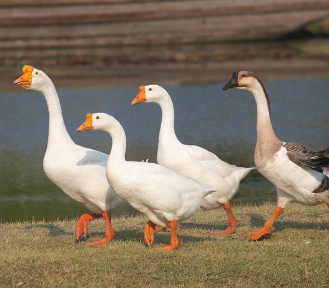 This stock photo of geese on a farm is not directly related to this article. (123rf)