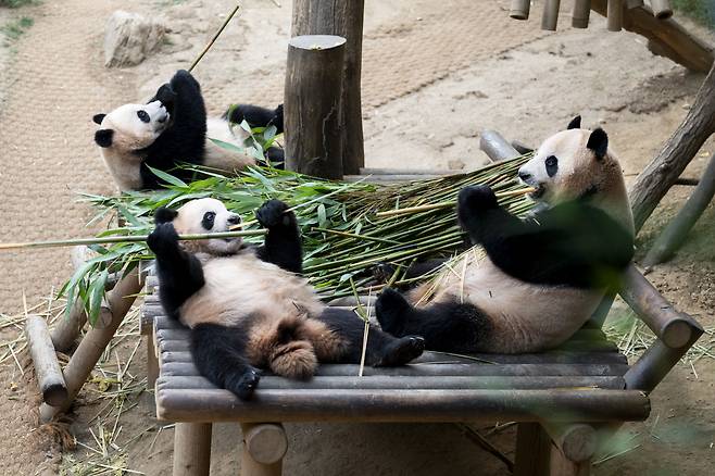 Panda twin sisters Rui Bao, center, and Hui Bao, left, sit with their mother, Ai Bao, right, at Everland in Yongin, Gyoenggi, on July 7. [EVERLAND]