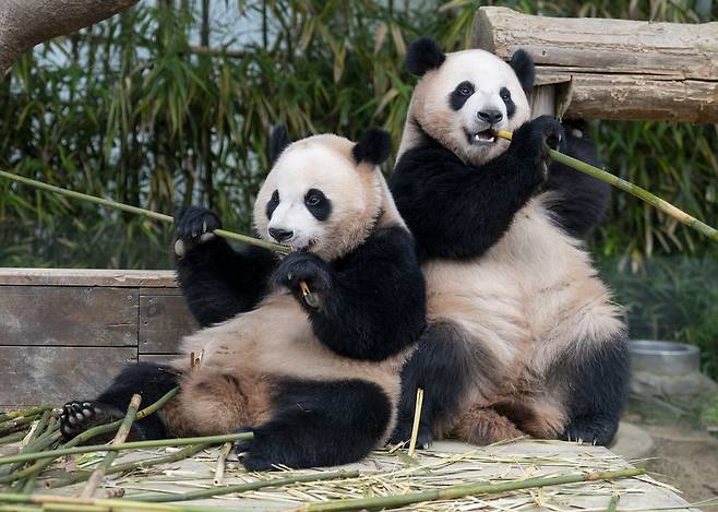 The twin panda sisters Hui Bao, left, and Rui Bao at Everland in Yongin, Gyeonggi [EVERLAND]