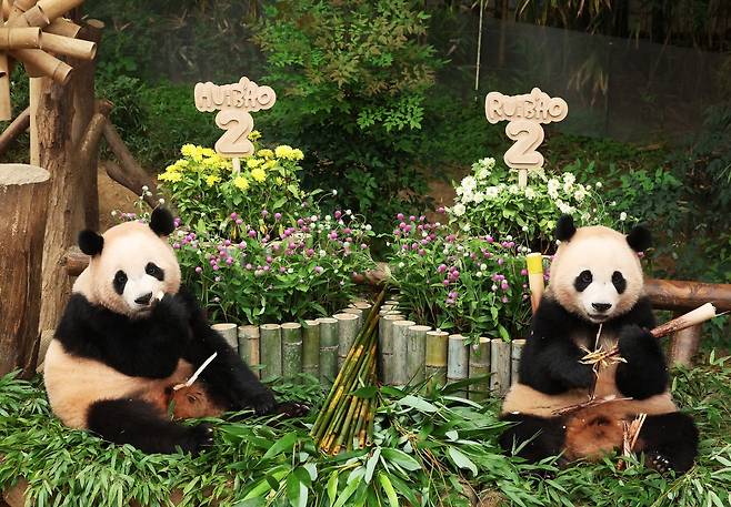 경기도 용인시 에버랜드에서 7일 열린 쌍둥이 판다 두돌 생일잔치에서 쌍둥이 판다 자매 루이바오와 후이바오가 사육사들이 준비한 대나무 케이크 앞에서 먹이를 먹고 있다.연합뉴스