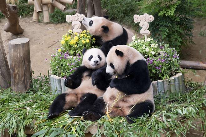 두돌 생일을 맞은 에버랜드 쌍둥이 판다 루이바오 후이바오와 엄마 아이바오/사진제공=삼성물산