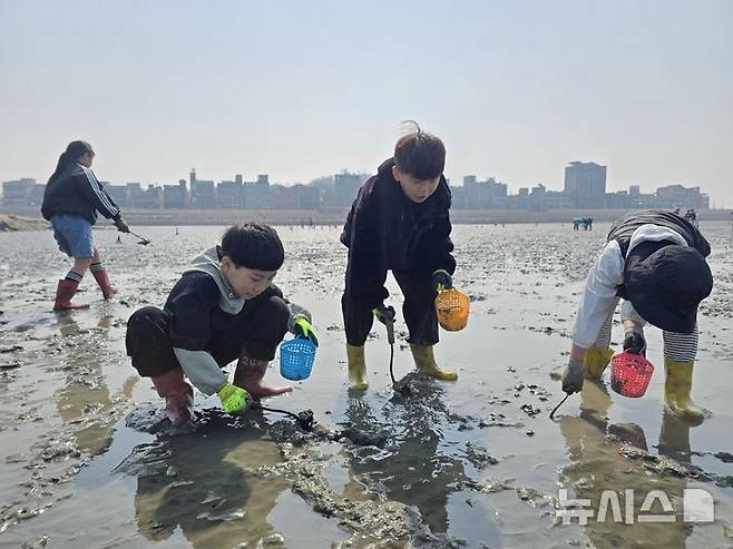 [시흥=뉴시스] 갯벌 체험에 참가한 어린이들이 조개 캐기를 하고 있다. (사진=시흥시 제공).2025.07.07.photo@newsis.com *재판매 및 DB 금지