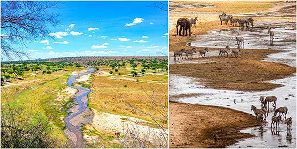 타랑기레국립공원 전경. (왼쪽) 아카시아 나무가 듬성듬성한 사바나 초원을 강물이 가로지르는 풍경. 건기가 되면 공원 바깥 멀리서 사는 동물들까지 이곳으로 물을 찾아온다. (오른쪽) 물 마시러 온 코끼리와 얼룩말 무리. 작은 동물들은 포식자를 경계하며 무리를 짓고 있지만, 코끼리는 혼자서 유유히 걷고 있다.