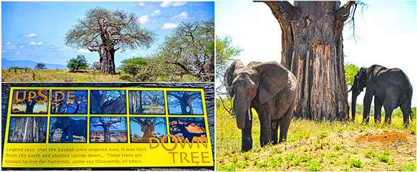 바오밥Baobab나무. (왼쪽 위) 바오밥나무는 굵은 줄기에 물을 저장했다가 건기에 사용해 생존한다. 100년 이상 오래 살아 주민들이 신성시한다. (왼쪽 아래) '뒤집혀 자라는 나무upside-down tree'라는 해설판. 신이 화가 나서 뿌리를 뽑아 거꾸로 다시 심었다는 내용이다. (오른쪽) 코끼리가 바오밥나무를 코로 긁어 수분을 섭취하고, 엉덩이를 비벼서 껍질이 다 벗겨졌다. 나무의 껍질은 곧 회복된다.