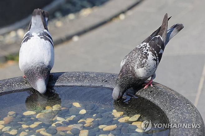 물 마시는 비둘기 [연합뉴스 자료사진]