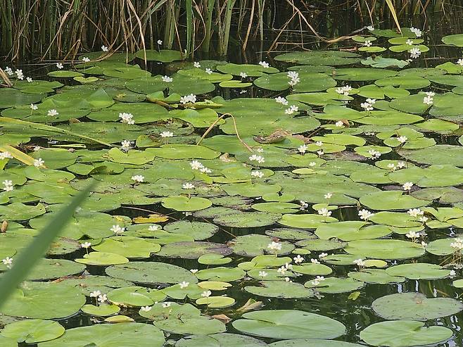 당진 합덕제 자생 '어리연꽃' 700여포기로 증가 [당진시 제공. 재판매 및 DB 금지]
