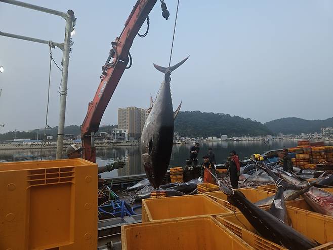 8일 영덕군 앞바다에서 이례적으로 대형 참다랑어(참치)가 무더기로 잡혔다. /독자 제공