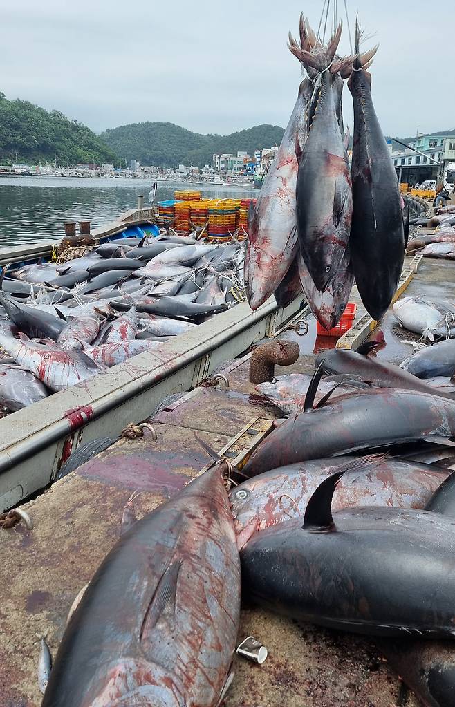 8일 영덕 앞바다에서 잡힌 대형 참다랑어(참치)들. /독자 제공