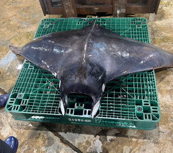 8일 모슬포수협에 등장한 멸종위기종 열대바다 서식 만타가오리. (사진=시청자 제공)