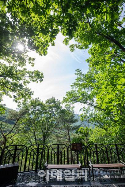 경북 영주의 국립산림치유원 내 마실치유숲. (사진=국립산림치유원 제공)