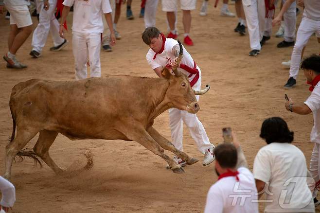 7일(현지시간) 스페인 팜프로나에서 열린 산 페르민 축제의 '엔시에로'에서 한 참가자가 소에 치이고 있다.ⓒ AFP=뉴스1
