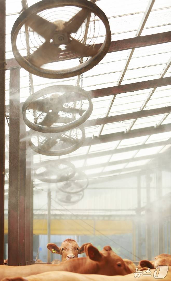 제천시 봉양읍 명암리에 위치한 한우 축사에서 물 입자가 소 등 위로 떨어지고 있다. 2025.7.8./뉴스1 ⓒ News1 손도언 기자