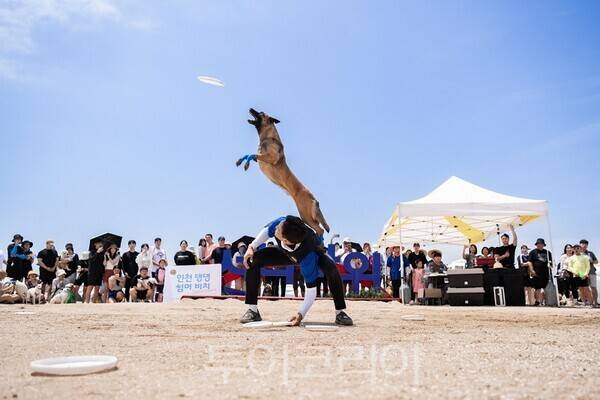 지난 5일 인천 중구 선녀바위 해변에서 열린'2025 인천 댕댕 썸머 비치'행사 개막식에서 박진감 넘치는 독(dog)스포츠 공연이 열리고 있다.