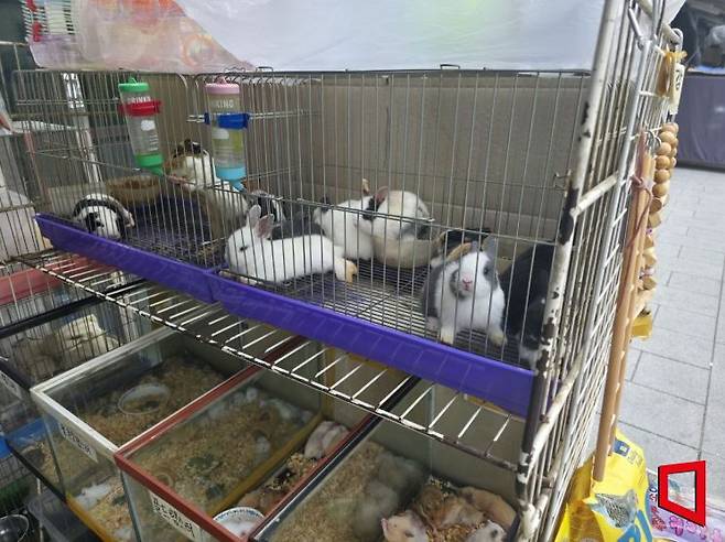 7일 찾은 서울 종로구 청계천 애완동물 거리에 토끼가 진열되어 있다. 최영찬 기자