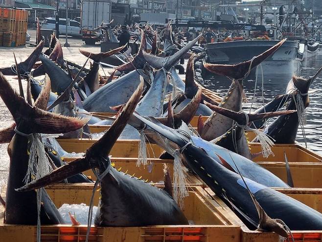 8일 경북 영덕군 강구항에서 어민들이 강구 앞 바다에서 잡힌 대형 참치들을 위판하기 위해 준비하고 있다. 참치들은 연안에서 약 20km 떨어진 곳에 쳐 둔 정치망 그물에 잡혔다. /뉴스1
