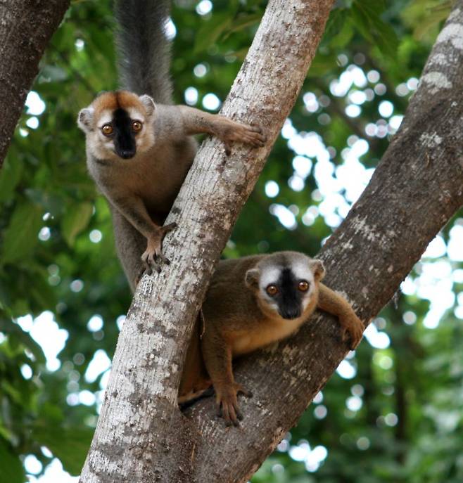 붉은이마여우원숭이(학명 Eulemur rufifrons) 두 마리가 나무 위에서 머리를 내밀고 있다. 붉은이마여우원숭이는 주로 나무 위에서 생활하며 수컷(왼쪽)과 암컷의 몸집이 비슷하고 암컷이 집단 내 권력에서 우위를 차지한다. Claudia Fichtel 제공