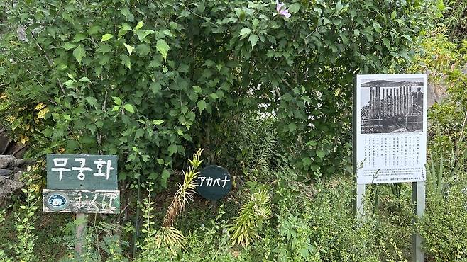 지난달 21일 찾은 오키나와현 모토부초 겐켄 항구 인근 옛 주차장 터에 일제강점기 일본군 군속으로 일하다 숨진 조선인 ‘김만두’(창씨개명 이름 가네야마 만토·金山萬斗), ‘명장모’(메이무라 조모·明村長模)의 이름이 적힌 팻말이 세워져 있다. 한·일 시민들이 이곳을 매장 추정지로 보고 유골 발굴을 시도했지만 흔적을 찾지 못한 뒤, 무궁화 등을 심어 추모공간 ‘겐켄의 화단’을 만들었다.