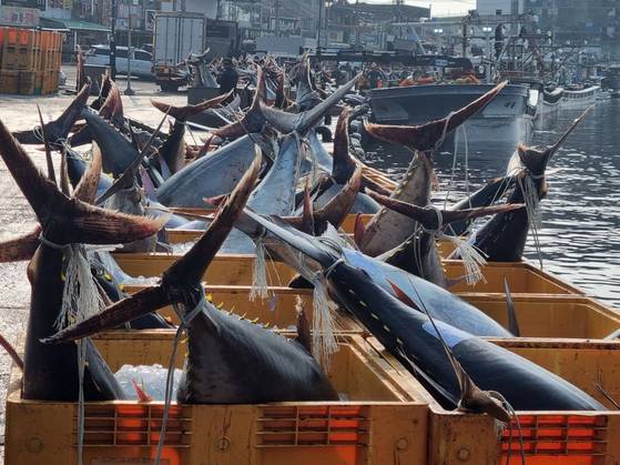 8일 경북 영덕군 강구항에서 어민들이 강구 앞 바다에서 잡힌 대형 참치들을 위판하기 위해 준비하고 있다.  참치들은 연안에서 약 20km 떨어진 곳에 쳐 둔 정치망 그물에 잡혔다. 뉴스1