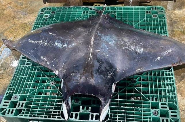 만타가오리의 모습. 뉴시스