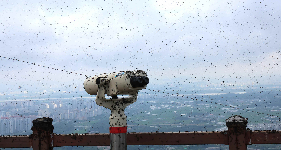 러브버그로 뒤덮인 계양산 정상. (사진=연합뉴스)