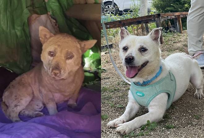 경북 산불로 온몸에 화상을 입어 몸을 제대로 가누지 못했던 구조 당시 몽실이의 모습(왼쪽), 약 두 달 동안의 치료를 견디고 다시 재기발랄한 모습을 되찾은 몽실이의 모습(오른쪽)/사진=도로시지켜줄개, SNC동물메디컬센터