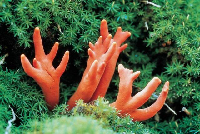 붉은사슴뿔버섯. 산림청