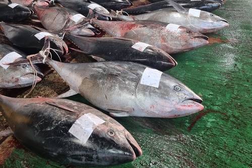 영덕서 잡힌 대형 참다랑어[영덕군 제공]