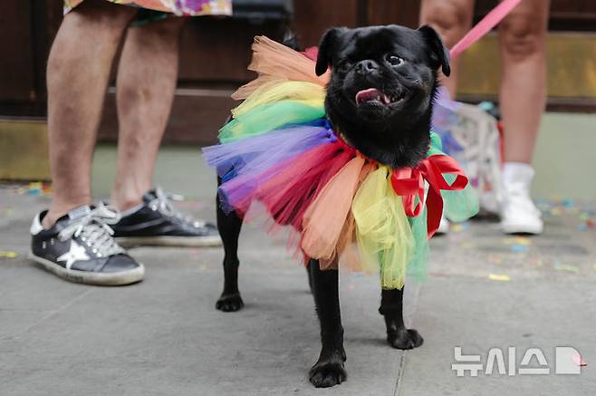 [런던=AP/뉴시스] 런던 소호의 한 바(bar) 밖에서 무지개 깃발 드레스를 입은 강아지가 포착됐다. 2025.07.05.