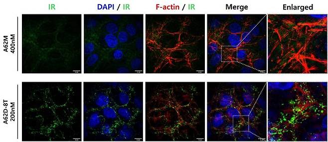 [천안=뉴시스] 이합체 압타머 A62D를 통해서 인슐린 수용체가 세포막 위에서 인공적인 군집(Clustering)을 형성한 모습.(사진=한국기술대학교 제공).2025.07.08.photo@newsis.com. *재판매 및 DB 금지