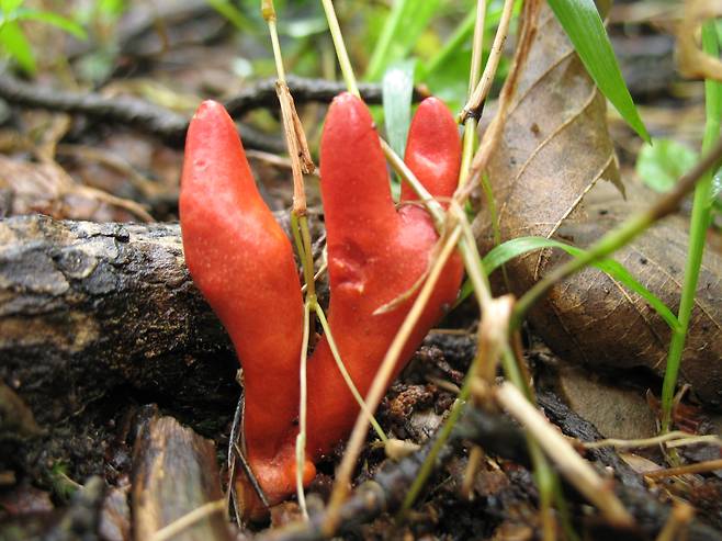 붉은사슴뿔버섯 [산림청 국립산림과학원]