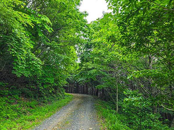 옥산치에서 대봉산과 산방산으로 가는 임도.