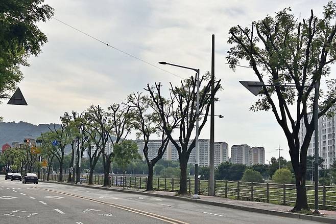 전북 전주시가 최근 태풍 대비 등 재난 예방을&nbsp;이유로 강전지를 진행해 앙상한 기지만 남은 전주천변 여울로 회화나무 모습. 전북환경운동연합 제공