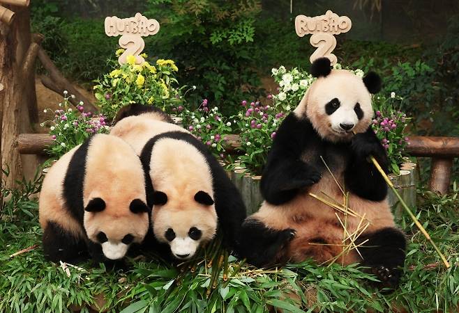 7일 경기 용인시 에버랜드에서 열린 쌍둥이 판다 두 돌 잔치에서 루이바오와 후이바오가 사육사들이 준비한 대나무 케이크 앞에서 먹이를 먹고 있다. 왼쪽부터 후이바오, 루이바오 그리고 두 판다의 엄마 아이바오. 연합뉴스