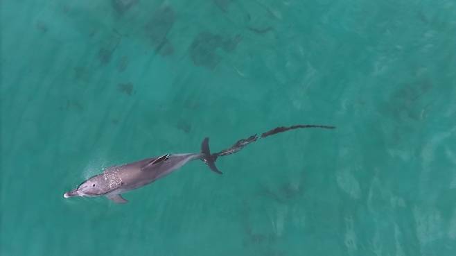 지난 6월 9일 구좌읍 한동리 앞바다에서 포착된 폐어구에 걸린 남방큰돌고래 행운이의 모습. 다큐제주·제주대학교 고래·해양생물보전연구센터 제공