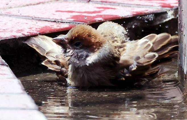 더위 식히는 참새 - 부산지역에 폭염특보가 지속된 8일 동구의 한 건물 정원에서 참새들이 물웅덩이에 들어가 더위를 식히고 있다. 2025.07.08. 뉴시스