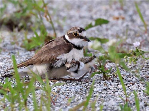 둥지를 벗어난 새끼를 가슴에 품은 어미 [촬영 유형재]