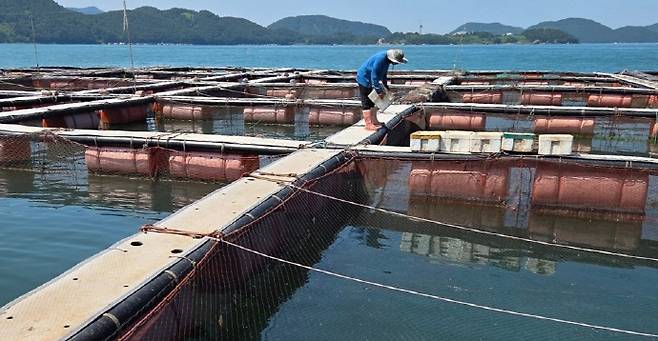 전국에 폭염 특보가 내려진 9일 오후 전남 여수시 신월동 앞 해역에 위치한 한 양식장에서 한 어민이 고수온에 대비한 대비를 하고 있다./여수=허광욱 기자
