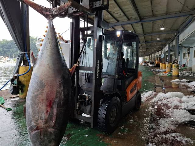 지난 6일 경북 동해안에서 처음으로 나타난 대형 참치 떼가 영덕 강구 앞바다에서 잡혔다. 파랑스튜디오 최우형 씨 제공