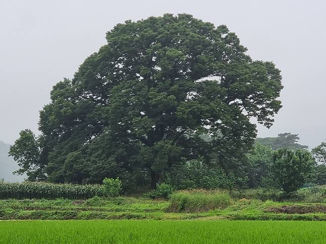 경주시 현곡면 마을 보호수로 500년을 살아온 느티나무 노거수.