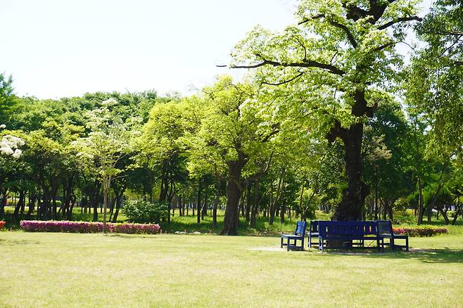 나무 그늘 아래 푸른 벤치들이 조용히 모여 있다. 꽃과 바람, 햇살이 어우러진 한가로운 공원의 아침이 깊다.