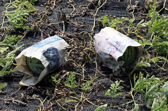 9일 제주 제주시 애월읍 신엄리 소재 밭에 있는 수박들이 신문지로 감싸져있다. 연일 폭염 날씨가 이어지면서 제주 수박 농가들은 일소과 피해를 줄이기 위해 이같은 조치를 취했다.2025.7.9/뉴스1 ⓒ News1 홍수영 기자