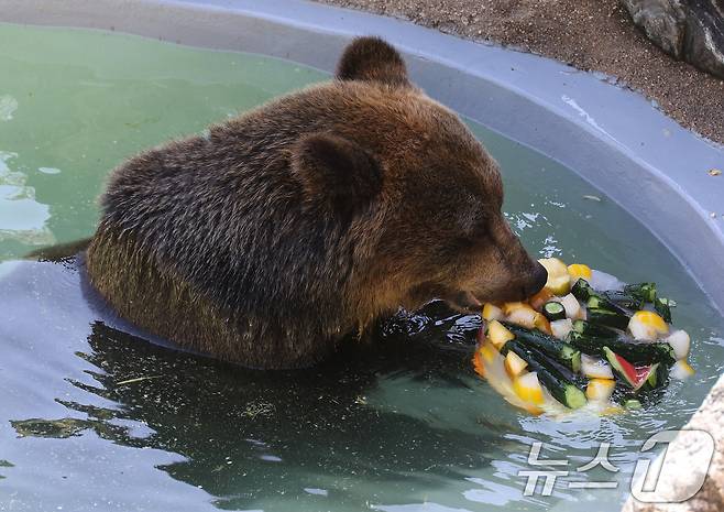 열흘 넘게 폭염이 계속된 9일 오후 대구 중구 달성공원에서 에조 불곰이 물웅덩이에 몸을 담근 채 얼음 과일을 먹으며 더위를 식히고 있다. 2025.7.9/뉴스1 ⓒ News1 공정식 기자