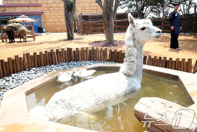 폭염이 이어지는 9일 오전 제주 서귀포시 안덕면 제주신화월드 내 개장을 앞둔 카피바라 특화 동물원인 '모모쥬 동물원'에서 알파카가 수영장에 들어가 더위를 식히고 있다. 2025.7.9/뉴스1 ⓒ News1 오현지 기자
