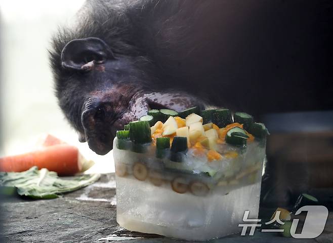 열흘 넘게 폭염이 계속된 9일 오후 대구 중구 달성공원에서 침팬지가 얼음 과일을 먹으며 더위를 식히고 있다. 2025.7.9/뉴스1 ⓒ News1 공정식 기자