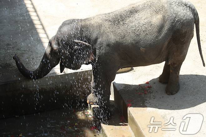 열흘 넘게 폭염이 계속된 9일 오후 대구 중구 달성공원에서 56살 코순이(암컷·아시아 코끼리)가 샤워기 아래서 얼음 과일을 먹으며 더위를 식히고 있다. 2025.7.9/뉴스1 ⓒ News1 공정식 기자